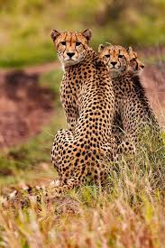 Tsavo East Safaris From Diani Beach Kenya safari vaccines and malaria prophylaxis requirements