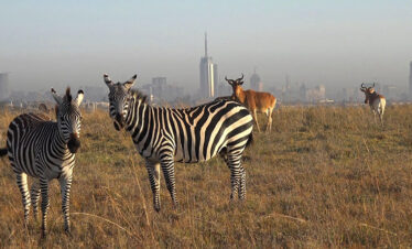 Full-Day Nairobi National Park Safari & Giraffe Centre Experience – Wild Africa at the City’s Edge