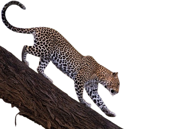best lens for Kenya safari photography