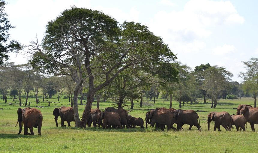 Lumo Conservancy and Taita Hills wildlife: 5 Best Tips