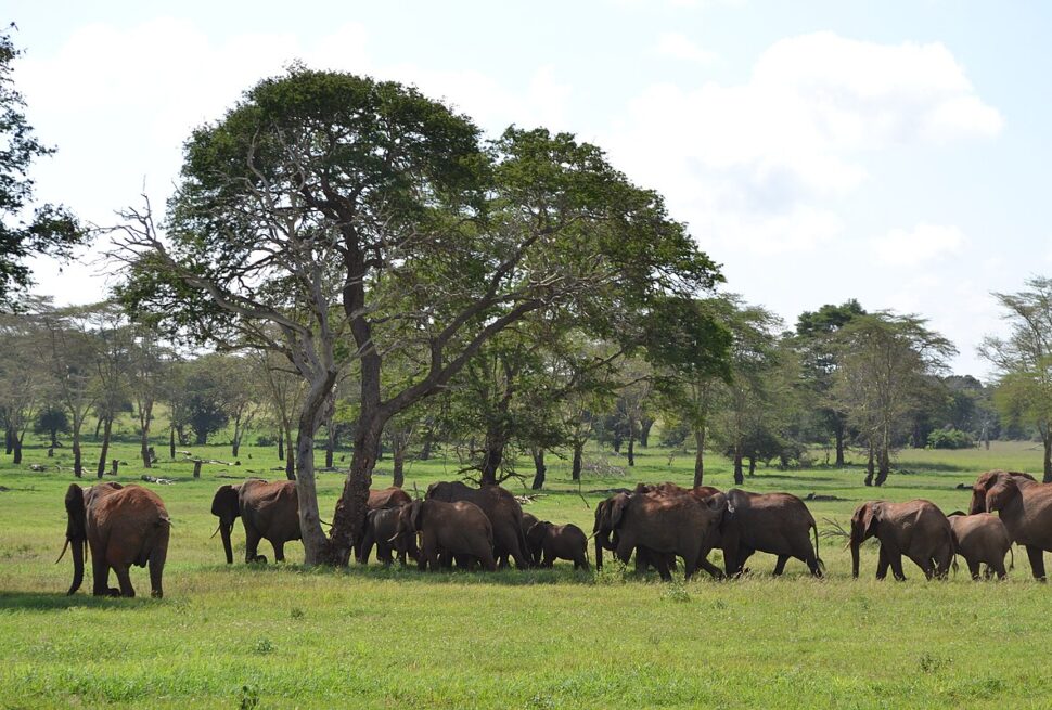 Lumo Conservancy and Taita Hills wildlife