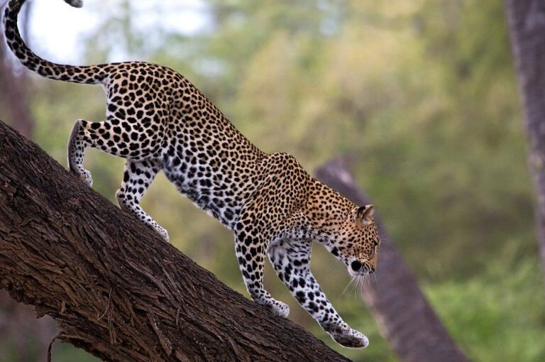 Kenya Safari Budget Tips: 8 Ultimate Secrets for First-Timers