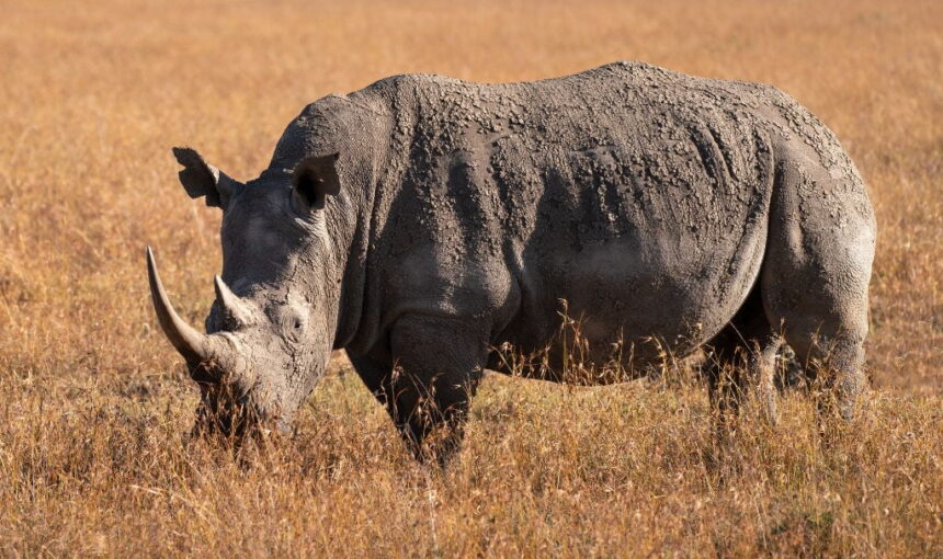 Ol Pejeta chimpanzee and rhino safari tour: 7 Epic Secrets