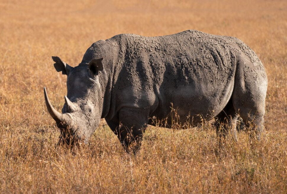 Ol Pejeta chimpanzee and rhino safari tour Ol Pejeta Conservancy