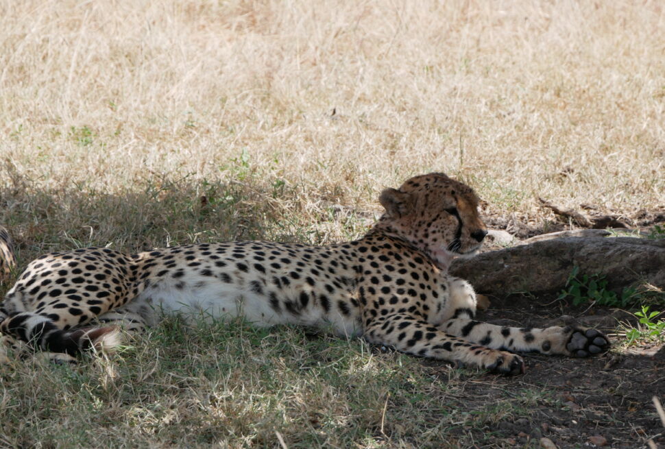 what luggage is allowed on Kenya domestic safari bush planes