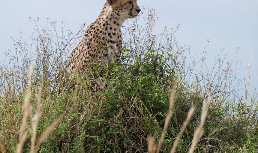 Kenya Safari on a Budget: 5 Ultimate Planning Secrets