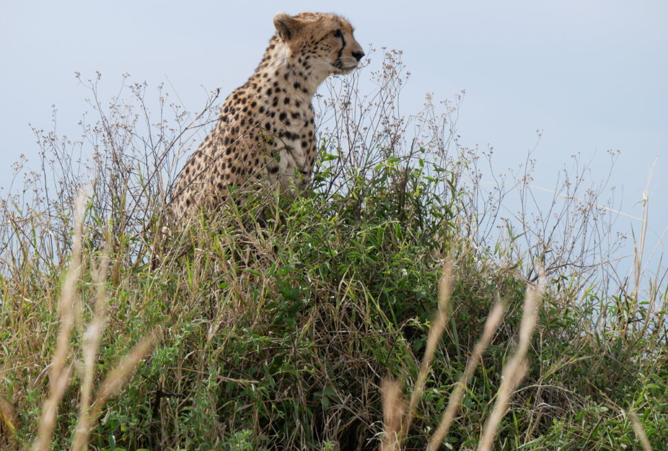 Kenya Safari on a Budget