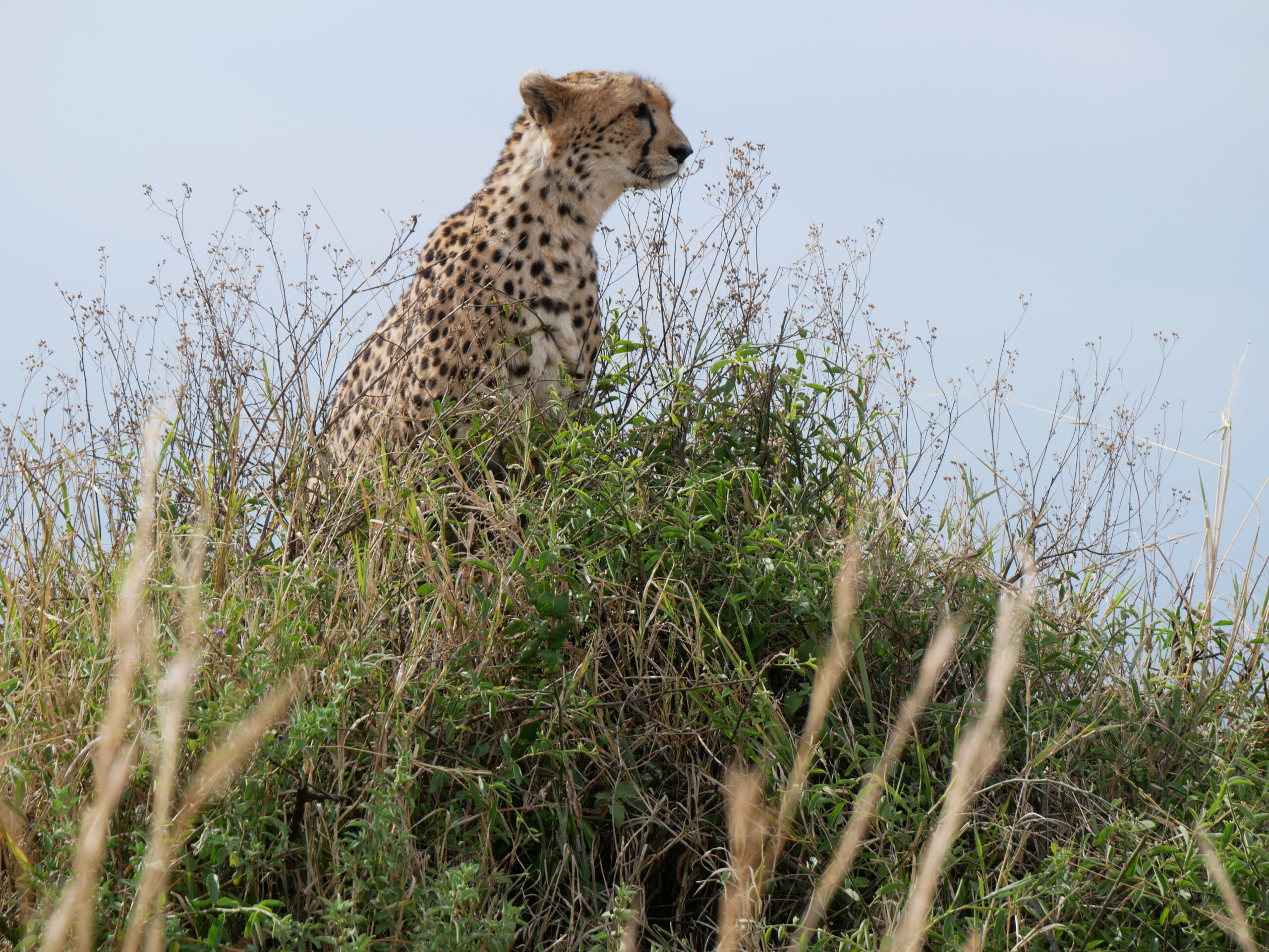 Kenya Safari on a Budget