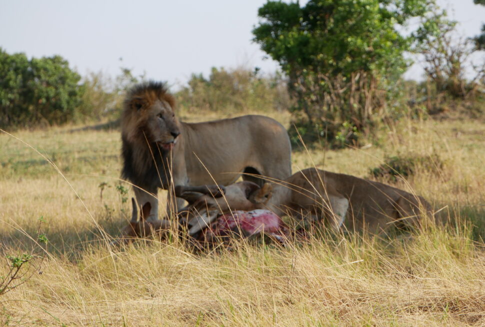 how to get from Nairobi to Diani Beach without flying