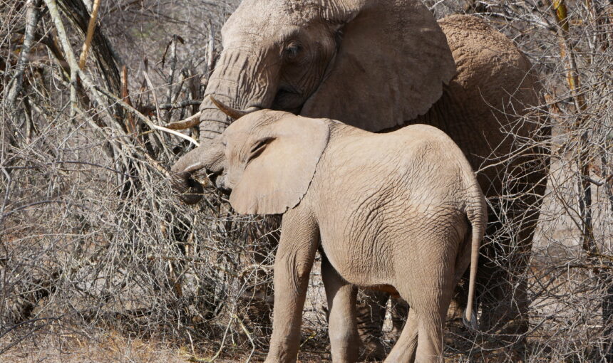Tsavo East Safari: 10 Incredible Experiences for 2026