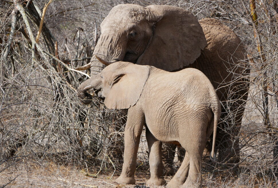 Tsavo East Safari