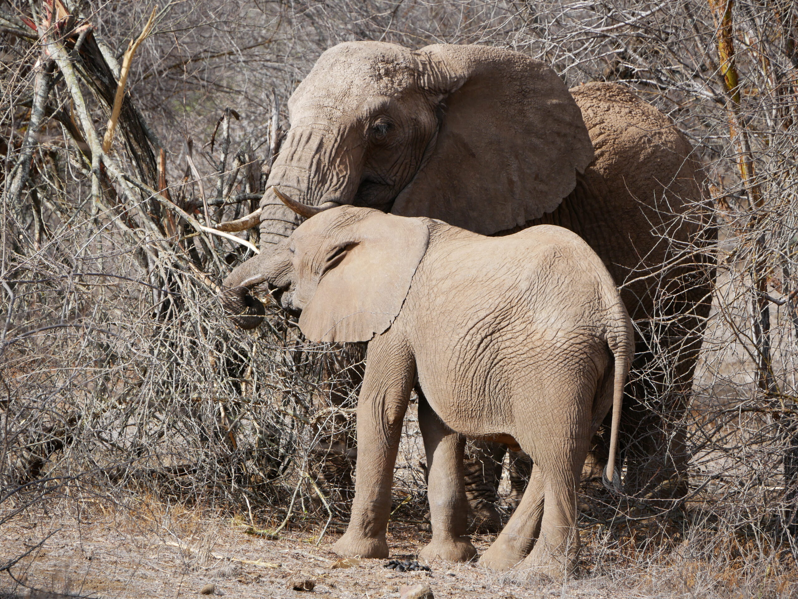 Tsavo East Safari