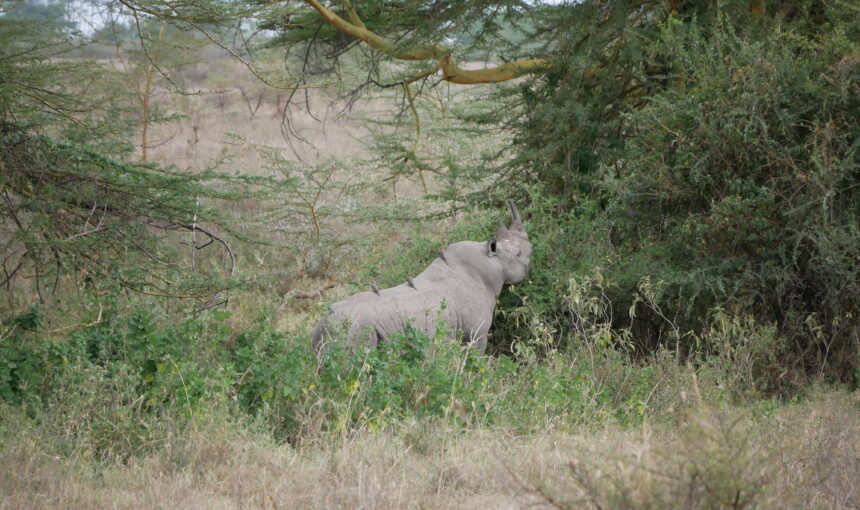 kenya safari on a shoestring: 10 Essential Adventures