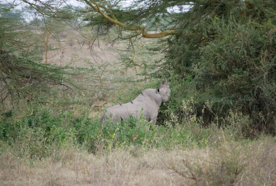 kenya safari on a shoestring