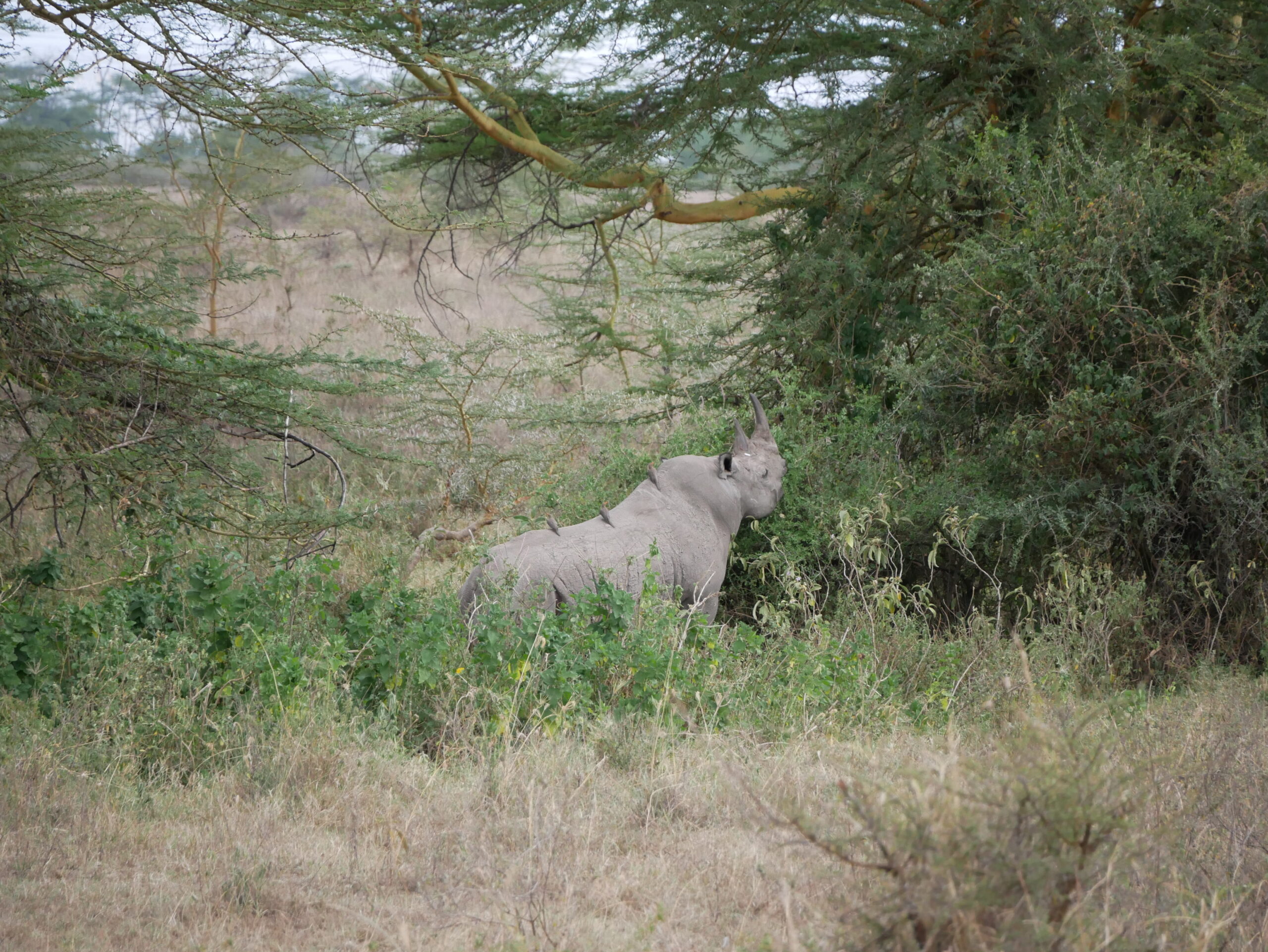 kenya safari on a shoestring