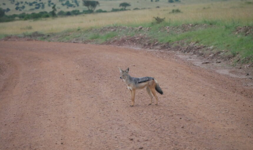 Tsavo West Safari: 12 Unforgettable Epic Experiences