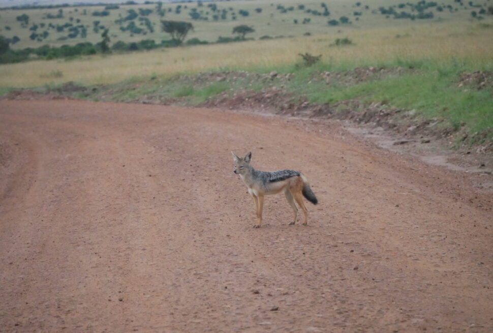 Tsavo West Safari