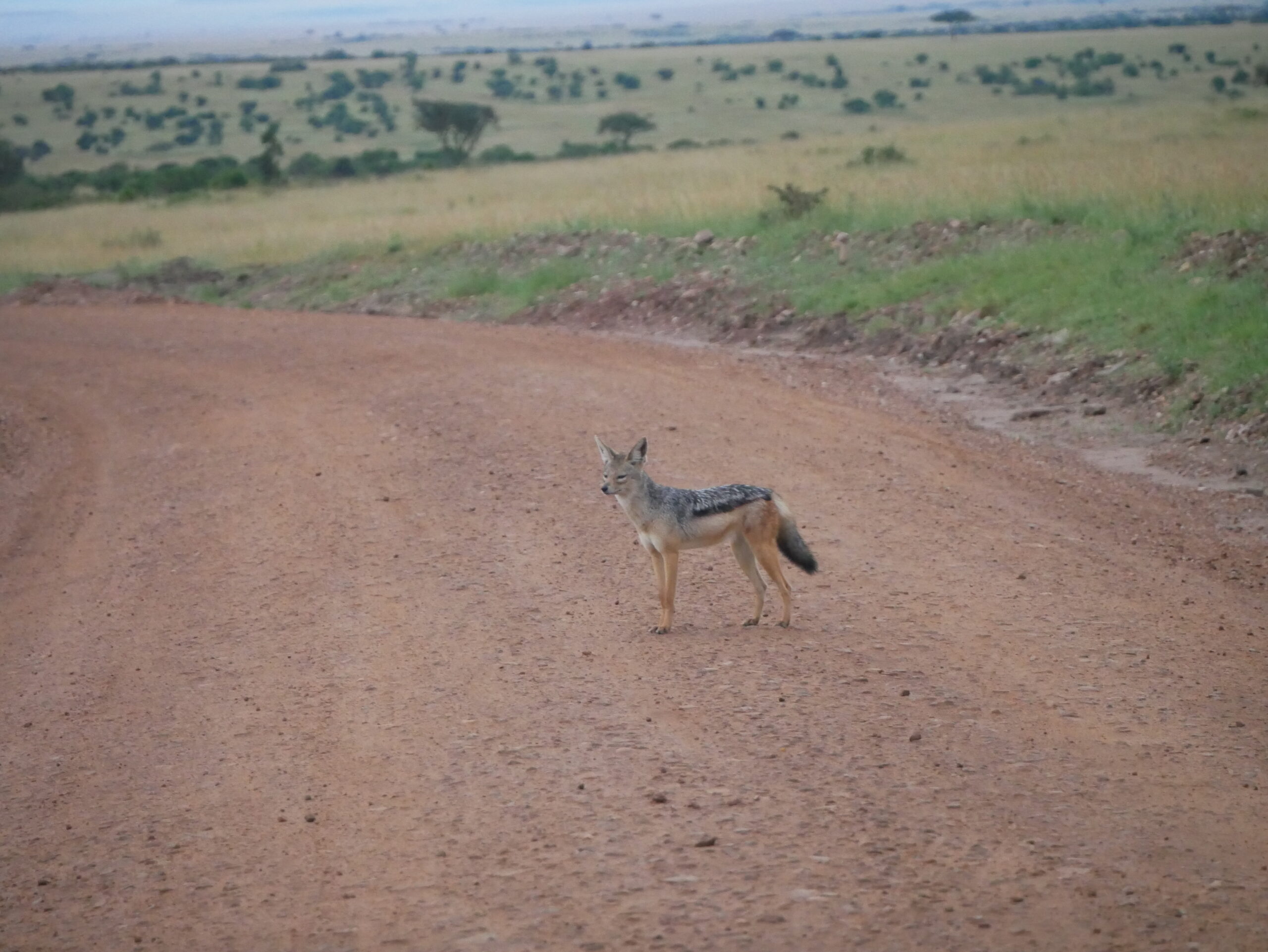Tsavo West Safari
