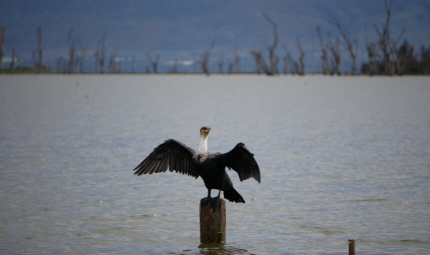 Lake Naivasha Experiences: 9 Incredible Adventures