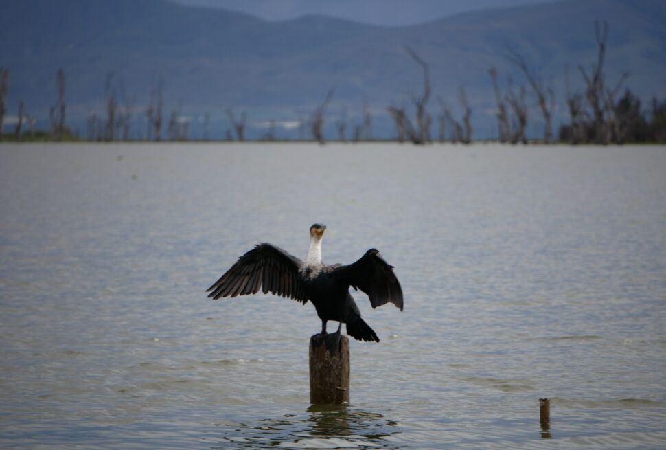 Lake Naivasha Experiences: 9 Incredible Adventures