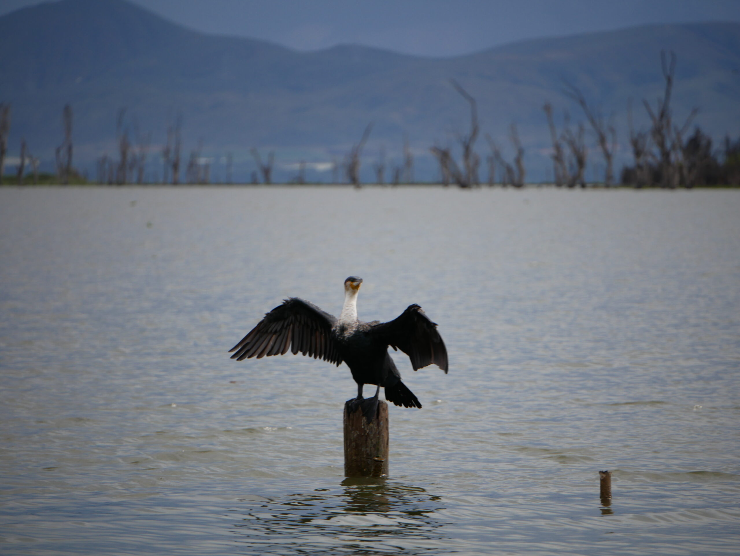 Lake Naivasha Experiences: 9 Incredible Adventures