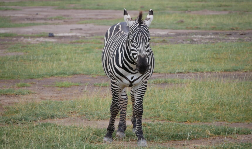 Kenya rainy season safari what is it like: 7 Incredible Tips