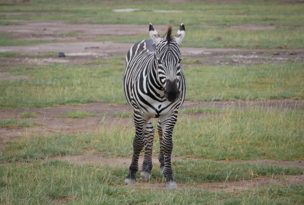 Kenya rainy season safari what is it like
