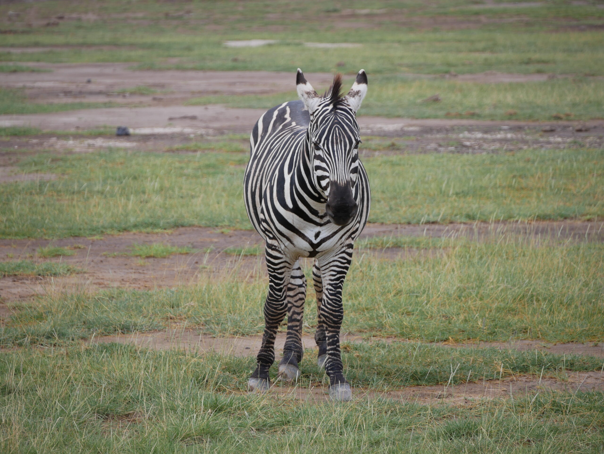 Kenya rainy season safari what is it like