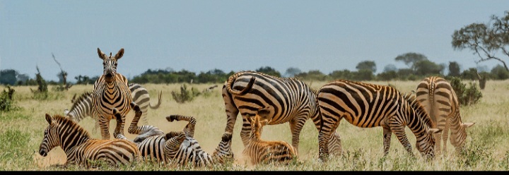 Kenya private safari with professional photographer