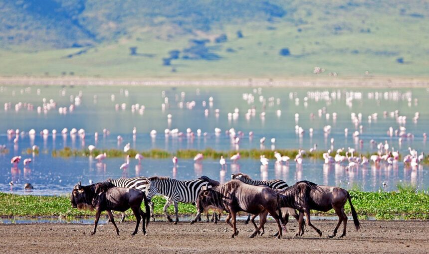 14 day Kenya and Tanzania grand safari: 7 Incredible Tips 2026/2027