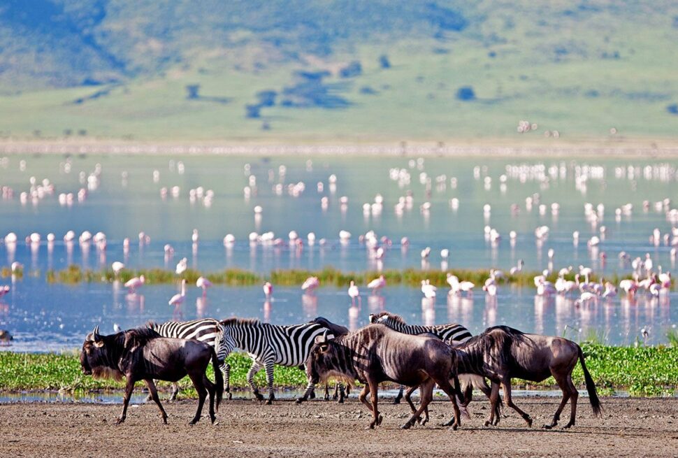 Ngorongoro Crater luxury lodge safari tour offers one of the most magnificent travel adventures in East Africa, giving international travelers memories to cherish for a lifetime. Furthermore, booking ngorongoro crater luxury lodge safari tour with Cinematic Vacations ensures private luxury game drives, five-star accommodations, and seamless transfers. In addition, discerning travelers from the United States, United Kingdom, Canada, Australia, and Europe are seeking personalized wildlife experiences that escape crowded tourist trails. For instance, traveling with [Cinematic Vacations](https://cinematicvacations.com/) unlocks exclusive wildlife access across the world-famous [Serengeti National Park](https://cinematicvacations.com/destinations/tanzania/serengeti) and tranquil shores at [Zanzibar Island](https://cinematicvacations.com/destinations/tanzania/zanzibar). Notably, planning your journey with local safari experts guarantees intimate access to remote wilderness concessions, silver-rated safari guides, and premier wildlife photography vantage points. Whether you are traveling as a couple, family, or solo explorer, ngorongoro crater luxury lodge safari tour combines breathtaking natural drama with indulgent hospitality. ## Table of Contents 1. [Introduction to Ngorongoro Crater luxury lodge safari tour](#introduction) 2. [Why Ngorongoro Crater luxury lodge safari tour Is an Unforgettable Choice](#why-choose) 3. [Top Wildlife & Game Viewing Highlights](#wildlife) 4. [Premier Safari & Beach Destinations for Ngorongoro Crater luxury lodge safari tour](#destinations) 5. [Suggested Itinerary with Cinematic Vacations](#itinerary) 6. [Best Time to Visit for Ngorongoro Crater luxury lodge safari tour](#best-time) 7. [Luxury Accommodations & Eco-Friendly Lodges](#lodges) 8. [Travel Tips and Packing Guide](#travel-tips) 9. [Frequently Asked Questions About Ngorongoro Crater luxury lodge safari tour](#faqs) 10. [Book Your Ngorongoro Crater luxury lodge safari tour](#conclusion) --- ## 1. Introduction to Ngorongoro Crater luxury lodge safari tour {#introduction} Planning your dream safari journey starts with understanding what makes ngorongoro crater luxury lodge safari tour so remarkable. Notably, East Africa’s protected savannahs and marine parks are globally renowned for high wildlife densities and dramatic geological wonders. Moreover, our team at [Cinematic Vacations](https://cinematicvacations.com/) designs every itinerary to balance exhilarating game drives with indulgent relaxation. From dawn balloon flights over mist-shrouded river valleys to candlelit bush dinners under equatorial stars, ngorongoro crater luxury lodge safari tour redefines luxury adventure travel. Furthermore, every safari experience is curated to honor the delicate balance between high-end eco-tourism and wildlife habitat conservation. ![Ngorongoro Crater luxury lodge safari tour with Cinematic Vacations - Ngorongoro Crater Panoramic Caldera and Wildlife Haven](https://images.unsplash.com/photo-1518709268805-4e9042af9f23?auto=format&fit=crop&w=1200&q=80) *ALT: Ngorongoro Crater luxury lodge safari tour with Cinematic Vacations - Panoramic view of Ngorongoro Crater caldera floor with roaming wildlife in Tanzania* --- ## 2. Why Ngorongoro Crater luxury lodge safari tour Is an Unforgettable Choice {#why-choose} Notably, East Africa’s wilderness areas are protected through collaborative community initiatives recognized by the [UNESCO World Heritage Centre](https://whc.unesco.org) and promoted by [Magical Kenya](https://magicalkenya.com). Consequently, choosing ngorongoro crater luxury lodge safari tour guarantees authentic biodiversity, predator interactions, and rich cultural heritage. ### Key Highlights of Ngorongoro Crater luxury lodge safari tour: * **Silver-Certified Safari Guides:** Track apex predators and rare species with passionate naturalists who know animal behaviors intimately. * **Luxury Eco-Friendly Camps:** Unwind in handcrafted tented suites with private plunge pools, panoramic viewing decks, and savannah views. * **Tailor-Made Flight Logistics:** Eliminate long road transfers by flying directly between parks and beaches via private Cessna bush aircraft. * **Exclusive Conservancy Access:** Experience off-road tracking and night game drives not permitted in public national parks. * **Conservation & Community Impact:** A portion of every booking directly supports indigenous ranger patrols and community schools. --- ## 3. Top Wildlife & Game Viewing Highlights {#wildlife} During your customized ngorongoro crater luxury lodge safari tour, prepare to witness Africa’s iconic species in their natural habitats. Specifically, guests can take advantage of morning [Guided Game Drives](https://cinematicvacations.com/activities/guided-game-drives) and intimate [Walking Safaris](https://cinematicvacations.com/activities/walking-safaris). In particular, the Serengeti-Mara ecosystem supports over 1.5 million migrating wildebeest and 250,000 zebras. Furthermore, the Ngorongoro Crater provides a prehistoric amphitheater where black rhinos, giant tusked elephants, and dense lion prides graze together on the crater floor. In addition, Tarangire National Park hosts hundreds of elephants congregating around ancient baobab trees along the Tarangire River. ![Ngorongoro Crater luxury lodge safari tour with Cinematic Vacations - Ultra-Luxury Eco Lodge Villa Overlooking Mist Forest](https://images.unsplash.com/photo-1566073771259-6a8506099945?auto=format&fit=crop&w=1200&q=80) *ALT: Ngorongoro Crater luxury lodge safari tour with Cinematic Vacations - Bespoke five-star luxury eco-lodge villa terrace in Rwanda and Uganda* ### Watch an unforgettable safari moment in Kenya: [Embed Video: https://www.youtube.com/watch?v=cinematic-vacations-safari-preview] --- ## 4. Premier Safari & Beach Destinations for Ngorongoro Crater luxury lodge safari tour {#destinations} To maximize the impact of your journey, consider combining Tanzania’s iconic Northern Circuit parks with tropical Indian Ocean archipelagos: * **Serengeti National Park:** Endless plains hosting the Great Migration, mobile tented camps, and predator game drives. * **Ngorongoro Crater:** The world’s largest intact volcanic caldera, sheltering endangered black rhinos and flamingo-filled soda lakes. * **Tarangire National Park:** Colossal ancient baobab trees and the largest dry-season elephant concentration in East Africa. * **Zanzibar Island (Unguja):** Spice tours, UNESCO Stone Town alleys, and turquoise non-tidal swimming beaches in Kendwa and Nungwi. * **Mount Kilimanjaro:** The majestic snow-capped roof of Africa, visible from Northern Circuit airstrips and Amboseli borders. ![Ngorongoro Crater luxury lodge safari tour with Cinematic Vacations - Sunset Cocktails on Oloololo Escarpment Ridge](https://images.unsplash.com/photo-1506744038136-46273834b3fb?auto=format&fit=crop&w=1200&q=80) *ALT: Ngorongoro Crater luxury lodge safari tour with Cinematic Vacations - Luxury safari sundowner bar set up on high ridge overlooking savannah sunset* --- ## 5. Suggested Itinerary with Cinematic Vacations {#itinerary} We recommend our signature [10 Day Tanzania Safari & Zanzibar Beach Holiday](https://cinematicvacations.com/tours/tanzania-safari-and-zanzibar-beach-packages) or the [10 Day Kenya Cinematic Safari Adventure](https://cinematicvacations.com/tours/10-day-kenya-cinematic-safari-adventure): * **Day 1–2:** Arrive in Arusha/Kilimanjaro Airport (JRO), drive to Tarangire for iconic elephant and baobab game drives. * **Day 3–4:** Ascend to the Ngorongoro Crater rim, dawn descent to crater floor for black rhino tracking. * **Day 5–7:** Fly directly into Serengeti private mobile tented camp for Great Migration river crossings and big-cat tracking. * **Day 8–10:** Scheduled bush flight to Zanzibar (ZNZ) for oceanfront luxury villas, dhow sailing, and spice farm visits. * **Day 11:** Transfer to Zanzibar airport for onward international flights home. --- ## 6. Best Time to Visit for Ngorongoro Crater luxury lodge safari tour {#best-time} According to official safari planning guidelines published on [SafariBookings](https://www.safaribookings.com), July to October represents the peak dry season for Great Migration river crossings and predator activity. Meanwhile, January to March brings crystal-clear coastal water conditions ideal for scuba diving, along with lush green landscapes and newborn animals in the national parks. In addition, regional authorities such as [Tanzania Tourism](https://www.tanzaniatourism.go.tz) recommend booking conservancy lodges at least 6 to 9 months in advance. During the green seasons from November to December, wildlife enthusiasts enjoy lower visitor numbers, exceptional birding migrations, and dramatic skies perfect for high-contrast safari photography. Therefore, ngorongoro crater luxury lodge safari tour can be tailored year-round to match your travel calendar. ### Experience aerial balloon adventures over the Mara: [Embed Video: https://www.youtube.com/watch?v=cinematic-vacations-balloon-safari] --- ## 7. Luxury Accommodations & Eco-Friendly Lodges {#lodges} Where you stay shapes your entire experience. Consequently, Cinematic Vacations partners exclusively with high-end luxury camps that prioritize sustainability and understated elegance. ![Ngorongoro Crater luxury lodge safari tour with Cinematic Vacations - Snow-Capped Mount Kilimanjaro Rising Above Savannah](https://images.unsplash.com/photo-1589553416260-f586c8f1514f?auto=format&fit=crop&w=1200&q=80) *ALT: Ngorongoro Crater luxury lodge safari tour with Cinematic Vacations - Majestic snow-capped Mount Kilimanjaro summit rising into blue skies Tanzania* * **Private Bush Suites:** Featuring open-air verandas, outdoor copper bathtubs, and panoramic savannah horizons. * **Chef-Curated Bush Dining:** Savor gourmet organic menus paired with South African wines, served under acacia canopies or beside crackling fire pits. * **Spa & Wellness Pavilions:** Relax with revitalizing botanical massages overlooking wild river valleys after active morning game drives. * **Family Safari Villas:** Private multi-room safari homes complete with dedicated hosts, private 4x4 vehicles, and personal safari guides. --- ## 8. Travel Tips and Packing Guide {#travel-tips} To ensure seamless preparation for ngorongoro crater luxury lodge safari tour, here are essential recommendations from our safari directors: * **Apparel:** Pack breathable, lightweight clothing in neutral shades (khaki, olive, tan). Avoid dark blue and black clothing, which attract tsetse flies. * **Sun & Skin Care:** Carry high-factor reef-safe sunscreen, wide-brim hats, lip balm, and polarized UV sunglasses. * **Photography Gear:** Bring telephoto zoom lenses (100–400mm or 70–200mm), extra memory cards, spare batteries, and protective dust covers. * **Luggage Restrictions:** For internal bush flights, use soft-sided duffel bags without hard wheels, keeping weight within 15 kg (33 lbs). * **Health & Safety:** Consult a certified travel clinic for recommended antimalarials and ensure comprehensive international medical travel insurance. ![Ngorongoro Crater luxury lodge safari tour with Cinematic Vacations - Turquoise Waters and White Sand Beach in Zanzibar Island](https://images.unsplash.com/photo-1586861635167-e5223aadc9fe?auto=format&fit=crop&w=1200&q=80) *ALT: Ngorongoro Crater luxury lodge safari tour with Cinematic Vacations - Crystal-clear turquoise Indian Ocean waters and white sand beach in Zanzibar Tanzania* --- ## 9. Frequently Asked Questions About Ngorongoro Crater luxury lodge safari tour {#faqs} ### How early should I book ngorongoro crater luxury lodge safari tour? We recommend reserving your safari 6 to 12 months ahead, particularly for peak migration dates between July and October when premier boutique camps have strictly limited capacity. ### What makes private conservancies superior to public reserves? Private conservancies enforce strict vehicle limits at animal sightings, allow off-road tracking with silver-rated guides, and permit evening night game drives that are forbidden in public national parks. ### Are internal flights included in Cinematic Vacations packages? Yes, all our luxury packages incorporate direct bush flights in twin-engine Cessna or Caravan aircraft, saving you up to 12 hours of bumpy highway transit. ### Is ngorongoro crater luxury lodge safari tour suitable for families with children? Absolutely. Many partner luxury camps feature family suites, swimming pools, and dedicated junior ranger programs that teach children animal tracking, bushcraft, and traditional Maasai skills. --- ## 10. Book Your Ngorongoro Crater luxury lodge safari tour {#conclusion} In conclusion, ngorongoro crater luxury lodge safari tour represents a transformative adventure into Africa’s most celebrated wildernesses. Let our expert travel designers curate a seamless, private itinerary tailored precisely to your schedule, preferences, and expectations. > **Ready to experience Africa like never before?** Contact Cinematic Vacations today to create your tailor-made safari, wildlife adventure, or beach holiday across Kenya, Tanzania, Uganda, and beyond. Our travel experts will help you plan an unforgettable journey designed just for you. Visit [Cinematic Vacations](https://cinematicvacations.com/) now to get started! 14 day Kenya and Tanzania grand safari