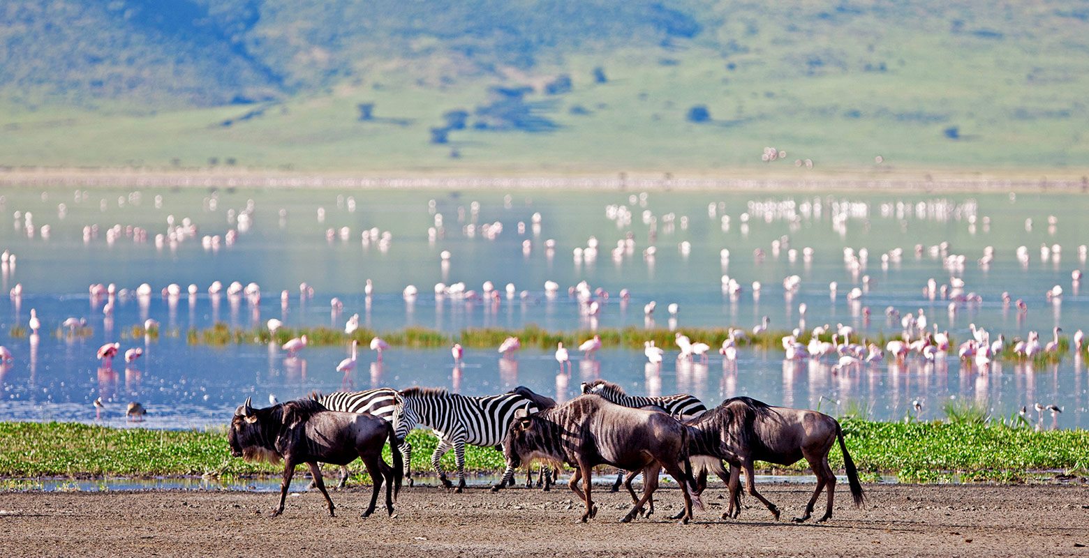 Ngorongoro Crater luxury lodge safari tour offers one of the most magnificent travel adventures in East Africa, giving international travelers memories to cherish for a lifetime. Furthermore, booking ngorongoro crater luxury lodge safari tour with Cinematic Vacations ensures private luxury game drives, five-star accommodations, and seamless transfers. In addition, discerning travelers from the United States, United Kingdom, Canada, Australia, and Europe are seeking personalized wildlife experiences that escape crowded tourist trails. For instance, traveling with [Cinematic Vacations](https://cinematicvacations.com/) unlocks exclusive wildlife access across the world-famous [Serengeti National Park](https://cinematicvacations.com/destinations/tanzania/serengeti) and tranquil shores at [Zanzibar Island](https://cinematicvacations.com/destinations/tanzania/zanzibar). Notably, planning your journey with local safari experts guarantees intimate access to remote wilderness concessions, silver-rated safari guides, and premier wildlife photography vantage points. Whether you are traveling as a couple, family, or solo explorer, ngorongoro crater luxury lodge safari tour combines breathtaking natural drama with indulgent hospitality. ## Table of Contents 1. [Introduction to Ngorongoro Crater luxury lodge safari tour](#introduction) 2. [Why Ngorongoro Crater luxury lodge safari tour Is an Unforgettable Choice](#why-choose) 3. [Top Wildlife & Game Viewing Highlights](#wildlife) 4. [Premier Safari & Beach Destinations for Ngorongoro Crater luxury lodge safari tour](#destinations) 5. [Suggested Itinerary with Cinematic Vacations](#itinerary) 6. [Best Time to Visit for Ngorongoro Crater luxury lodge safari tour](#best-time) 7. [Luxury Accommodations & Eco-Friendly Lodges](#lodges) 8. [Travel Tips and Packing Guide](#travel-tips) 9. [Frequently Asked Questions About Ngorongoro Crater luxury lodge safari tour](#faqs) 10. [Book Your Ngorongoro Crater luxury lodge safari tour](#conclusion) --- ## 1. Introduction to Ngorongoro Crater luxury lodge safari tour {#introduction} Planning your dream safari journey starts with understanding what makes ngorongoro crater luxury lodge safari tour so remarkable. Notably, East Africa’s protected savannahs and marine parks are globally renowned for high wildlife densities and dramatic geological wonders. Moreover, our team at [Cinematic Vacations](https://cinematicvacations.com/) designs every itinerary to balance exhilarating game drives with indulgent relaxation. From dawn balloon flights over mist-shrouded river valleys to candlelit bush dinners under equatorial stars, ngorongoro crater luxury lodge safari tour redefines luxury adventure travel. Furthermore, every safari experience is curated to honor the delicate balance between high-end eco-tourism and wildlife habitat conservation. ![Ngorongoro Crater luxury lodge safari tour with Cinematic Vacations - Ngorongoro Crater Panoramic Caldera and Wildlife Haven](https://images.unsplash.com/photo-1518709268805-4e9042af9f23?auto=format&fit=crop&w=1200&q=80) *ALT: Ngorongoro Crater luxury lodge safari tour with Cinematic Vacations - Panoramic view of Ngorongoro Crater caldera floor with roaming wildlife in Tanzania* --- ## 2. Why Ngorongoro Crater luxury lodge safari tour Is an Unforgettable Choice {#why-choose} Notably, East Africa’s wilderness areas are protected through collaborative community initiatives recognized by the [UNESCO World Heritage Centre](https://whc.unesco.org) and promoted by [Magical Kenya](https://magicalkenya.com). Consequently, choosing ngorongoro crater luxury lodge safari tour guarantees authentic biodiversity, predator interactions, and rich cultural heritage. ### Key Highlights of Ngorongoro Crater luxury lodge safari tour: * **Silver-Certified Safari Guides:** Track apex predators and rare species with passionate naturalists who know animal behaviors intimately. * **Luxury Eco-Friendly Camps:** Unwind in handcrafted tented suites with private plunge pools, panoramic viewing decks, and savannah views. * **Tailor-Made Flight Logistics:** Eliminate long road transfers by flying directly between parks and beaches via private Cessna bush aircraft. * **Exclusive Conservancy Access:** Experience off-road tracking and night game drives not permitted in public national parks. * **Conservation & Community Impact:** A portion of every booking directly supports indigenous ranger patrols and community schools. --- ## 3. Top Wildlife & Game Viewing Highlights {#wildlife} During your customized ngorongoro crater luxury lodge safari tour, prepare to witness Africa’s iconic species in their natural habitats. Specifically, guests can take advantage of morning [Guided Game Drives](https://cinematicvacations.com/activities/guided-game-drives) and intimate [Walking Safaris](https://cinematicvacations.com/activities/walking-safaris). In particular, the Serengeti-Mara ecosystem supports over 1.5 million migrating wildebeest and 250,000 zebras. Furthermore, the Ngorongoro Crater provides a prehistoric amphitheater where black rhinos, giant tusked elephants, and dense lion prides graze together on the crater floor. In addition, Tarangire National Park hosts hundreds of elephants congregating around ancient baobab trees along the Tarangire River. ![Ngorongoro Crater luxury lodge safari tour with Cinematic Vacations - Ultra-Luxury Eco Lodge Villa Overlooking Mist Forest](https://images.unsplash.com/photo-1566073771259-6a8506099945?auto=format&fit=crop&w=1200&q=80) *ALT: Ngorongoro Crater luxury lodge safari tour with Cinematic Vacations - Bespoke five-star luxury eco-lodge villa terrace in Rwanda and Uganda* ### Watch an unforgettable safari moment in Kenya: [Embed Video: https://www.youtube.com/watch?v=cinematic-vacations-safari-preview] --- ## 4. Premier Safari & Beach Destinations for Ngorongoro Crater luxury lodge safari tour {#destinations} To maximize the impact of your journey, consider combining Tanzania’s iconic Northern Circuit parks with tropical Indian Ocean archipelagos: * **Serengeti National Park:** Endless plains hosting the Great Migration, mobile tented camps, and predator game drives. * **Ngorongoro Crater:** The world’s largest intact volcanic caldera, sheltering endangered black rhinos and flamingo-filled soda lakes. * **Tarangire National Park:** Colossal ancient baobab trees and the largest dry-season elephant concentration in East Africa. * **Zanzibar Island (Unguja):** Spice tours, UNESCO Stone Town alleys, and turquoise non-tidal swimming beaches in Kendwa and Nungwi. * **Mount Kilimanjaro:** The majestic snow-capped roof of Africa, visible from Northern Circuit airstrips and Amboseli borders. ![Ngorongoro Crater luxury lodge safari tour with Cinematic Vacations - Sunset Cocktails on Oloololo Escarpment Ridge](https://images.unsplash.com/photo-1506744038136-46273834b3fb?auto=format&fit=crop&w=1200&q=80) *ALT: Ngorongoro Crater luxury lodge safari tour with Cinematic Vacations - Luxury safari sundowner bar set up on high ridge overlooking savannah sunset* --- ## 5. Suggested Itinerary with Cinematic Vacations {#itinerary} We recommend our signature [10 Day Tanzania Safari & Zanzibar Beach Holiday](https://cinematicvacations.com/tours/tanzania-safari-and-zanzibar-beach-packages) or the [10 Day Kenya Cinematic Safari Adventure](https://cinematicvacations.com/tours/10-day-kenya-cinematic-safari-adventure): * **Day 1–2:** Arrive in Arusha/Kilimanjaro Airport (JRO), drive to Tarangire for iconic elephant and baobab game drives. * **Day 3–4:** Ascend to the Ngorongoro Crater rim, dawn descent to crater floor for black rhino tracking. * **Day 5–7:** Fly directly into Serengeti private mobile tented camp for Great Migration river crossings and big-cat tracking. * **Day 8–10:** Scheduled bush flight to Zanzibar (ZNZ) for oceanfront luxury villas, dhow sailing, and spice farm visits. * **Day 11:** Transfer to Zanzibar airport for onward international flights home. --- ## 6. Best Time to Visit for Ngorongoro Crater luxury lodge safari tour {#best-time} According to official safari planning guidelines published on [SafariBookings](https://www.safaribookings.com), July to October represents the peak dry season for Great Migration river crossings and predator activity. Meanwhile, January to March brings crystal-clear coastal water conditions ideal for scuba diving, along with lush green landscapes and newborn animals in the national parks. In addition, regional authorities such as [Tanzania Tourism](https://www.tanzaniatourism.go.tz) recommend booking conservancy lodges at least 6 to 9 months in advance. During the green seasons from November to December, wildlife enthusiasts enjoy lower visitor numbers, exceptional birding migrations, and dramatic skies perfect for high-contrast safari photography. Therefore, ngorongoro crater luxury lodge safari tour can be tailored year-round to match your travel calendar. ### Experience aerial balloon adventures over the Mara: [Embed Video: https://www.youtube.com/watch?v=cinematic-vacations-balloon-safari] --- ## 7. Luxury Accommodations & Eco-Friendly Lodges {#lodges} Where you stay shapes your entire experience. Consequently, Cinematic Vacations partners exclusively with high-end luxury camps that prioritize sustainability and understated elegance. ![Ngorongoro Crater luxury lodge safari tour with Cinematic Vacations - Snow-Capped Mount Kilimanjaro Rising Above Savannah](https://images.unsplash.com/photo-1589553416260-f586c8f1514f?auto=format&fit=crop&w=1200&q=80) *ALT: Ngorongoro Crater luxury lodge safari tour with Cinematic Vacations - Majestic snow-capped Mount Kilimanjaro summit rising into blue skies Tanzania* * **Private Bush Suites:** Featuring open-air verandas, outdoor copper bathtubs, and panoramic savannah horizons. * **Chef-Curated Bush Dining:** Savor gourmet organic menus paired with South African wines, served under acacia canopies or beside crackling fire pits. * **Spa & Wellness Pavilions:** Relax with revitalizing botanical massages overlooking wild river valleys after active morning game drives. * **Family Safari Villas:** Private multi-room safari homes complete with dedicated hosts, private 4x4 vehicles, and personal safari guides. --- ## 8. Travel Tips and Packing Guide {#travel-tips} To ensure seamless preparation for ngorongoro crater luxury lodge safari tour, here are essential recommendations from our safari directors: * **Apparel:** Pack breathable, lightweight clothing in neutral shades (khaki, olive, tan). Avoid dark blue and black clothing, which attract tsetse flies. * **Sun & Skin Care:** Carry high-factor reef-safe sunscreen, wide-brim hats, lip balm, and polarized UV sunglasses. * **Photography Gear:** Bring telephoto zoom lenses (100–400mm or 70–200mm), extra memory cards, spare batteries, and protective dust covers. * **Luggage Restrictions:** For internal bush flights, use soft-sided duffel bags without hard wheels, keeping weight within 15 kg (33 lbs). * **Health & Safety:** Consult a certified travel clinic for recommended antimalarials and ensure comprehensive international medical travel insurance. ![Ngorongoro Crater luxury lodge safari tour with Cinematic Vacations - Turquoise Waters and White Sand Beach in Zanzibar Island](https://images.unsplash.com/photo-1586861635167-e5223aadc9fe?auto=format&fit=crop&w=1200&q=80) *ALT: Ngorongoro Crater luxury lodge safari tour with Cinematic Vacations - Crystal-clear turquoise Indian Ocean waters and white sand beach in Zanzibar Tanzania* --- ## 9. Frequently Asked Questions About Ngorongoro Crater luxury lodge safari tour {#faqs} ### How early should I book ngorongoro crater luxury lodge safari tour? We recommend reserving your safari 6 to 12 months ahead, particularly for peak migration dates between July and October when premier boutique camps have strictly limited capacity. ### What makes private conservancies superior to public reserves? Private conservancies enforce strict vehicle limits at animal sightings, allow off-road tracking with silver-rated guides, and permit evening night game drives that are forbidden in public national parks. ### Are internal flights included in Cinematic Vacations packages? Yes, all our luxury packages incorporate direct bush flights in twin-engine Cessna or Caravan aircraft, saving you up to 12 hours of bumpy highway transit. ### Is ngorongoro crater luxury lodge safari tour suitable for families with children? Absolutely. Many partner luxury camps feature family suites, swimming pools, and dedicated junior ranger programs that teach children animal tracking, bushcraft, and traditional Maasai skills. --- ## 10. Book Your Ngorongoro Crater luxury lodge safari tour {#conclusion} In conclusion, ngorongoro crater luxury lodge safari tour represents a transformative adventure into Africa’s most celebrated wildernesses. Let our expert travel designers curate a seamless, private itinerary tailored precisely to your schedule, preferences, and expectations. > **Ready to experience Africa like never before?** Contact Cinematic Vacations today to create your tailor-made safari, wildlife adventure, or beach holiday across Kenya, Tanzania, Uganda, and beyond. Our travel experts will help you plan an unforgettable journey designed just for you. Visit [Cinematic Vacations](https://cinematicvacations.com/) now to get started! 14 day Kenya and Tanzania grand safari