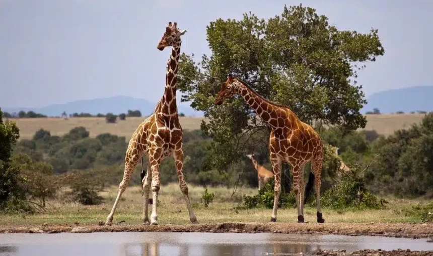 Step Into the Frame: Relive Out of Africa on a Luxury Kenyan Safari