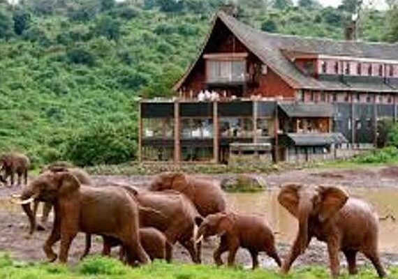 Aberdare National Park The Ark tree lodge safari