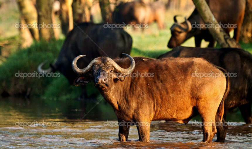 Kenya private safari with professional photoger: 5 Best Tips