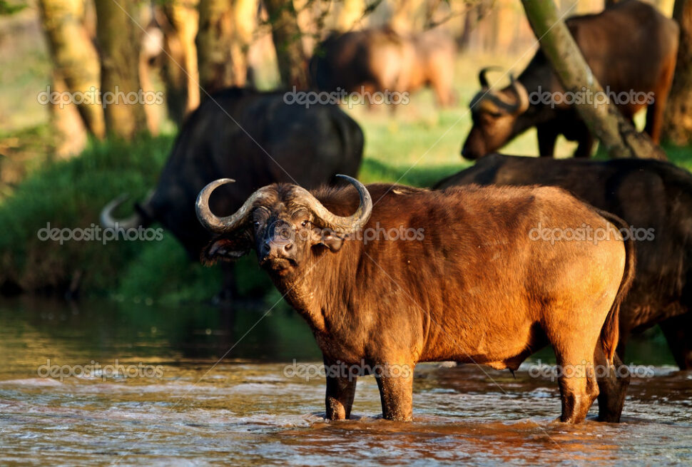 Kenya private safari with professional photographer