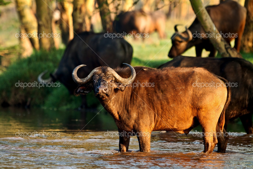 Kenya private safari with professional photographer
