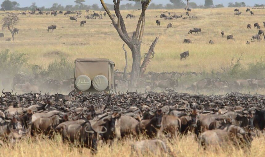 Serengeti wildebeest migration luxury safa: 5 Best Tips