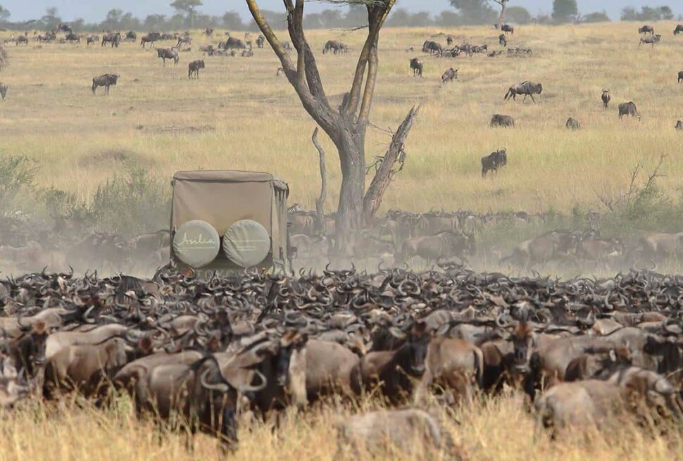 Serengeti wildebeest migration luxury safari cost