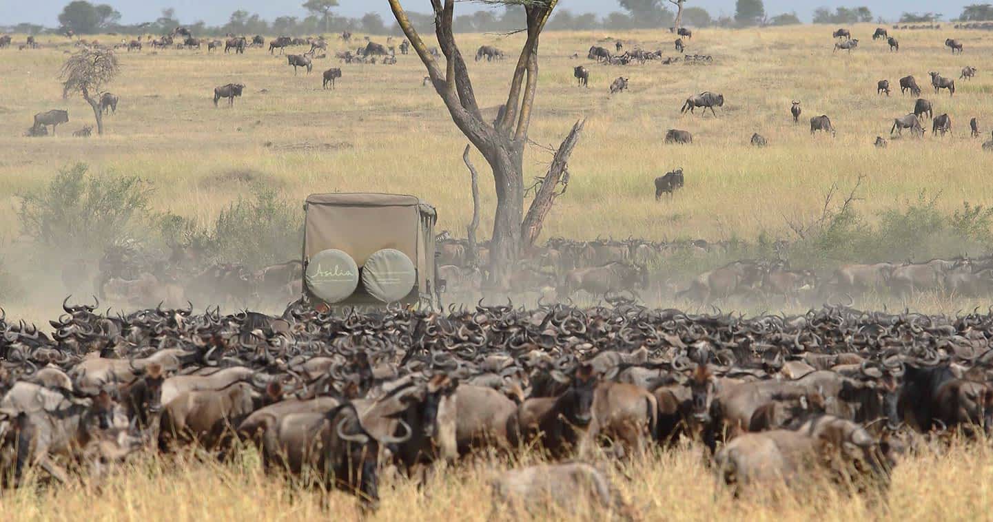 Serengeti wildebeest migration luxury safari cost