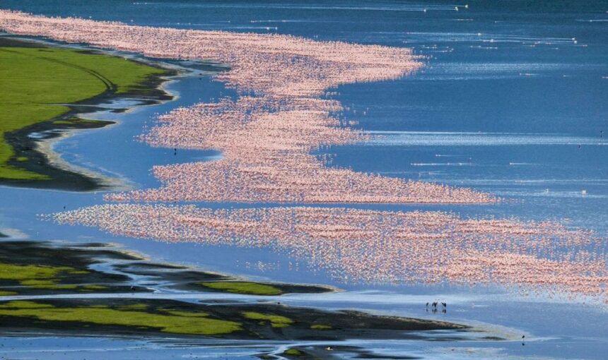 Lake Nakuru and Naivasha safari tour: 7 Incredible Tips