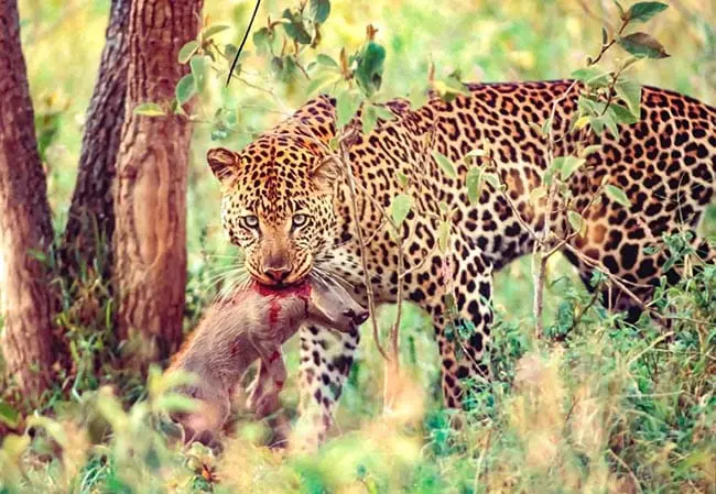 First-Time Visitor’s Guide: Planning Your Dream Cinematic Kenyan Vacation in 2026