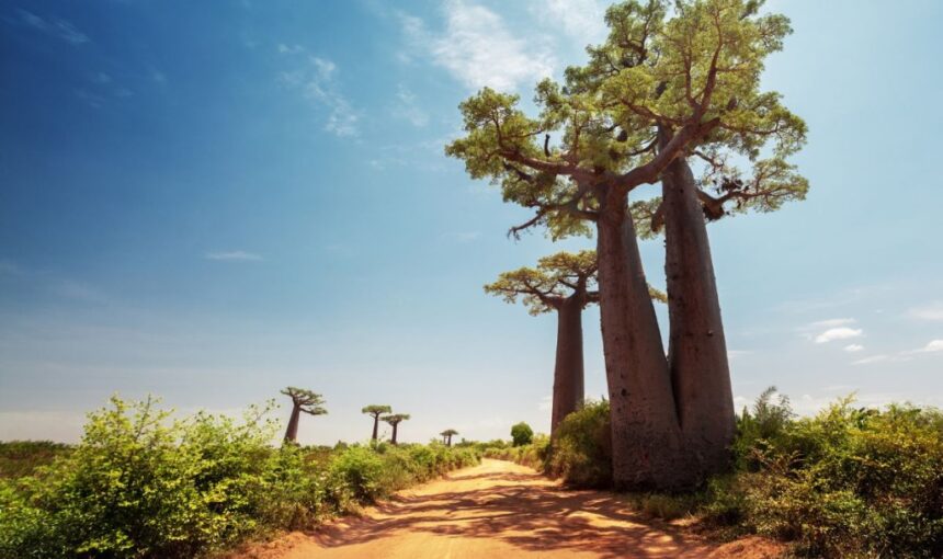 Kenya & Tanzania Safari: 9 Incredible 2026 Routes