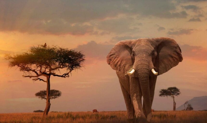 11 Ultimate Maasai Mara Packages from India for an Epic Kenya Safari
