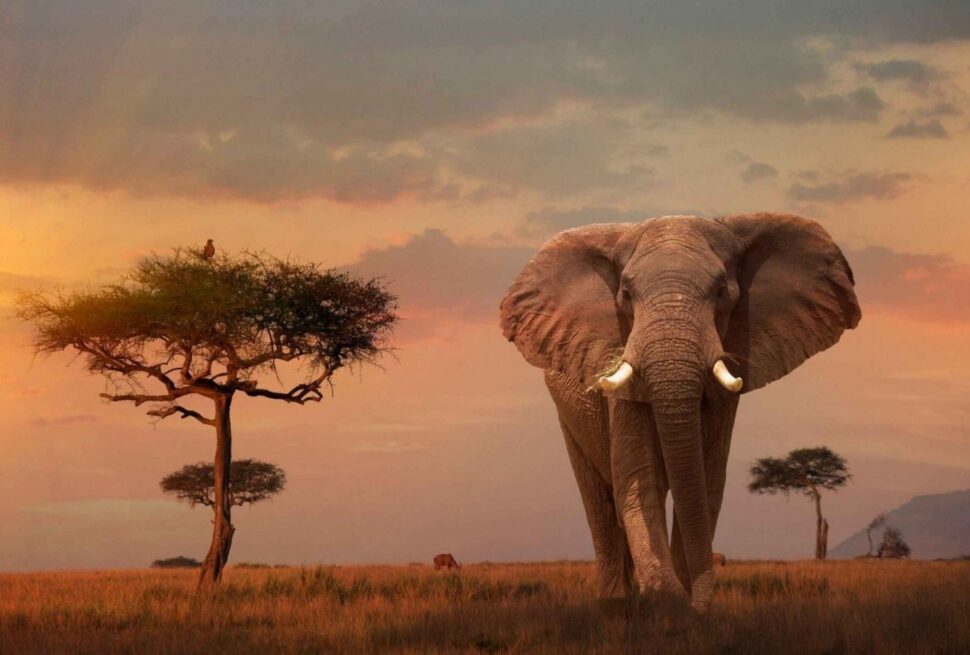 10 Day Kenya Safari Adventure. Maasai Mara Packages from India