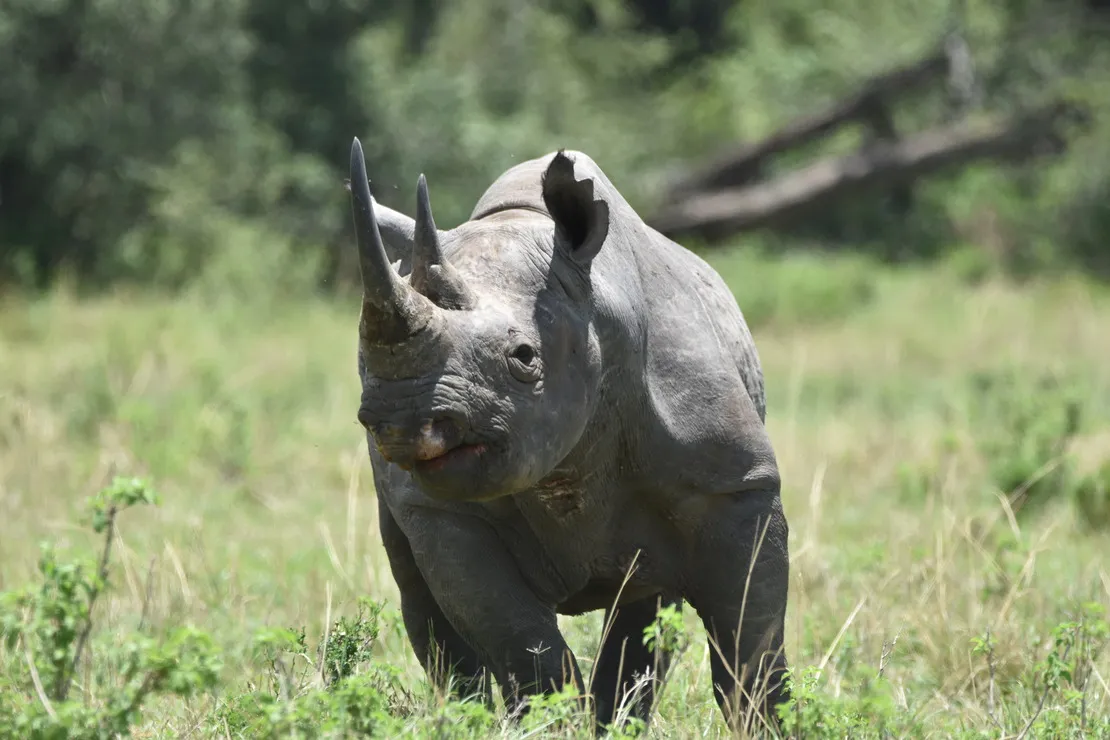 ngorongoro-rhino-e4e8b217-c9ca-4f64-a39f-8a53632266f4-1
