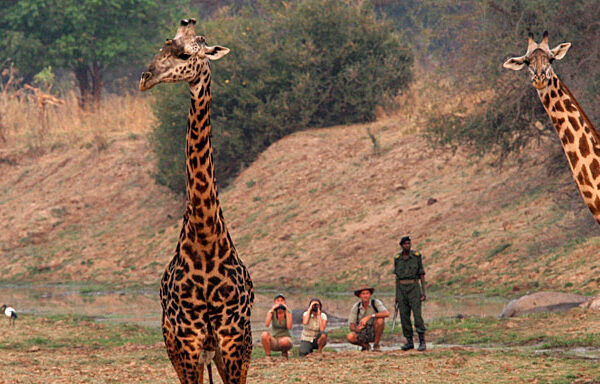 paragraphe_img_1_fr_zambie_top_10_girafes_a_pied.jpg-960×384
