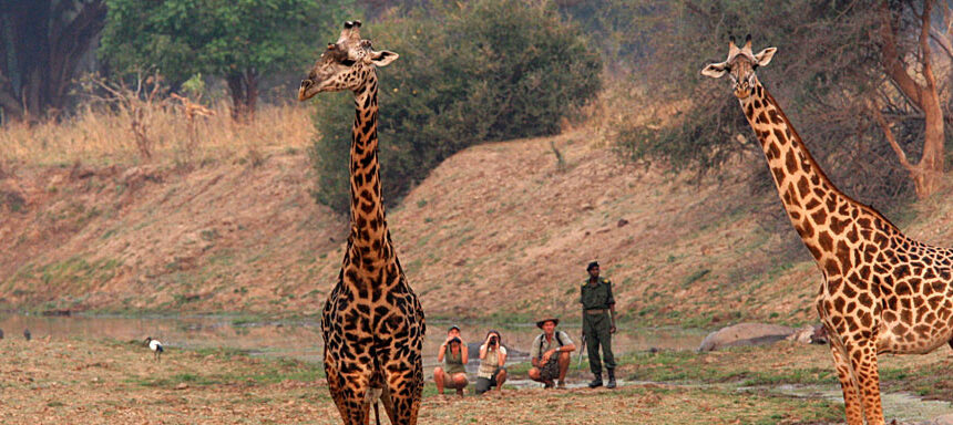 Amboseli to Diani Beach direct transfer train or flight: 5 Best Tips