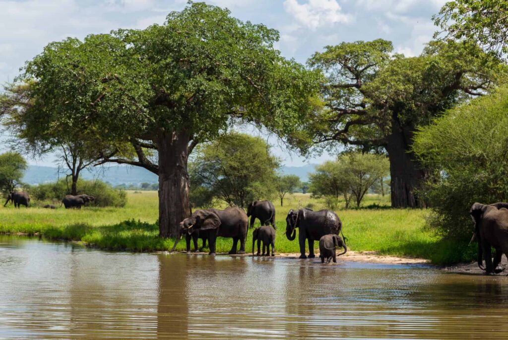 Kenya & Tanzania Safari