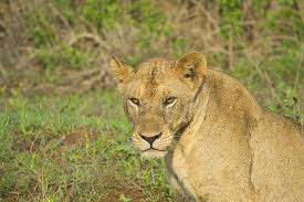 best time for Maasai Mara safari and beach holiday
